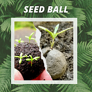Seed Ball