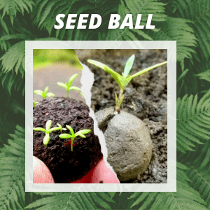 Seed Ball Seed Ball